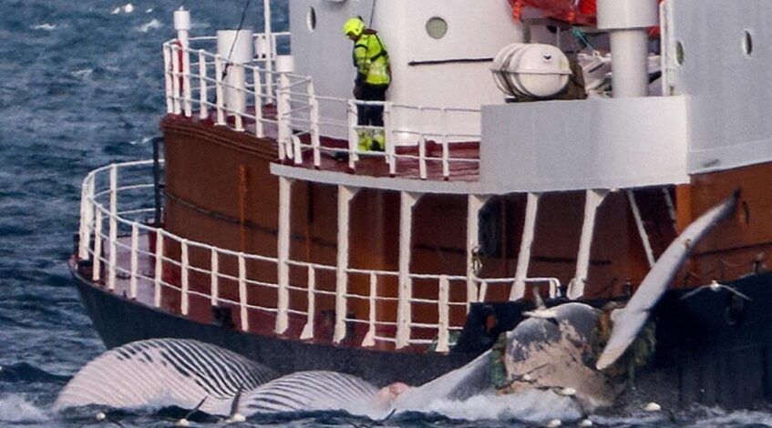 lislande autorise la reprise de la chasse a la baleine