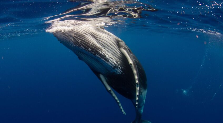 une des dernieres a pratiquer la chasse a la baleine lislande met temporairement fin a la pratique